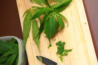 Taze kenevir salata hazırlık için bırakır. Tıbbi esrar