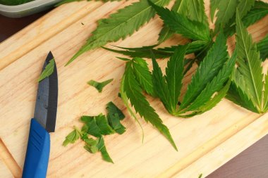 Taze kenevir salata hazırlık için bırakır. Tıbbi esrar