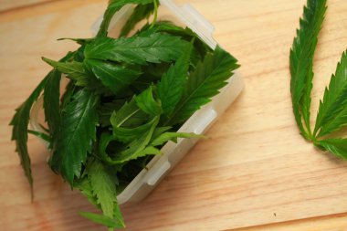 Taze kenevir salata hazırlık için bırakır. Tıbbi esrar