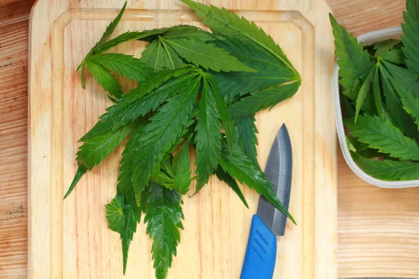 Taze kenevir salata hazırlık için bırakır. Tıbbi esrar