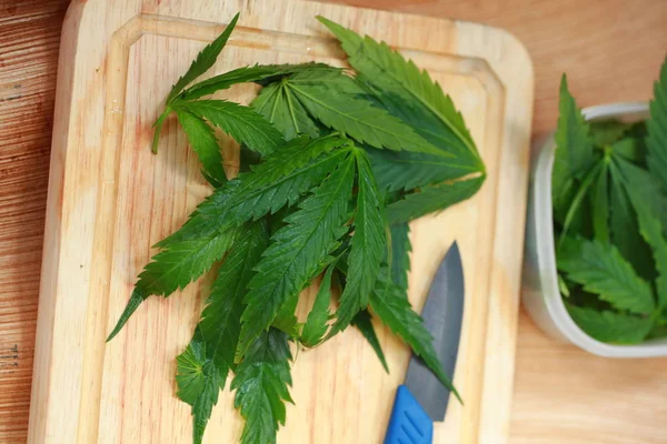 Taze kenevir salata hazırlık için bırakır. Tıbbi esrar