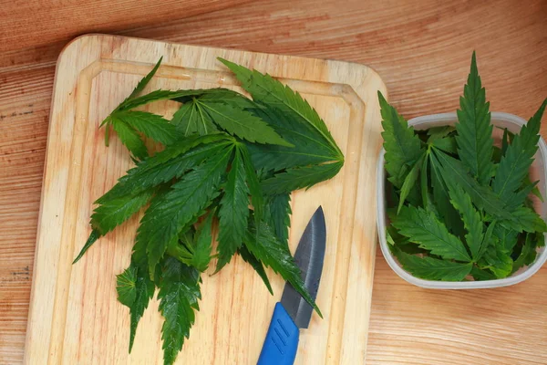 Taze kenevir salata hazırlık için bırakır. Tıbbi esrar