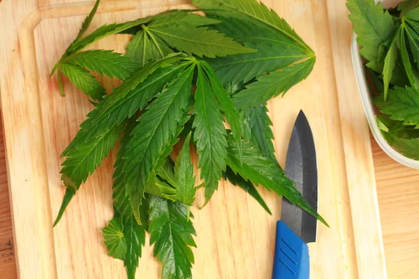 Taze kenevir salata hazırlık için bırakır. Tıbbi esrar