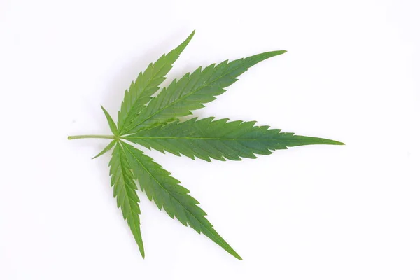 Cannabis blad gröna löv marijuana — Stockfoto