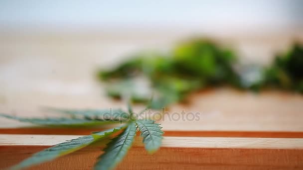 Cannabis blad snijden voor een salade — Stockvideo