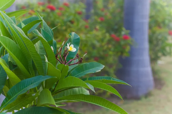 Plants in the tropical park of northern India — Stock Photo, Image