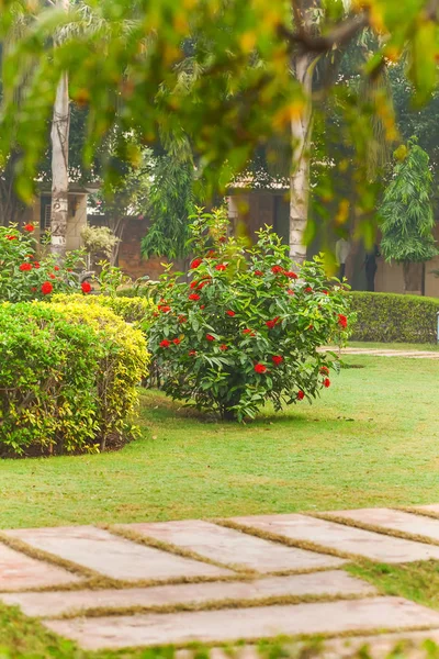 インド北部の熱帯公園の植物 — ストック写真