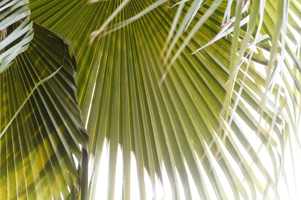 Plantas en el parque tropical del norte de la India —  Fotos de Stock