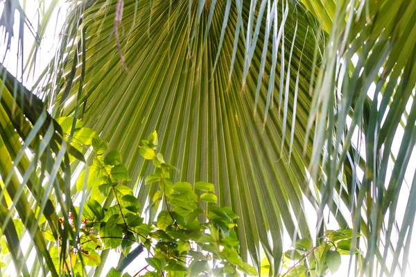 Planten in de tropische park van Noord-India — Stockfoto