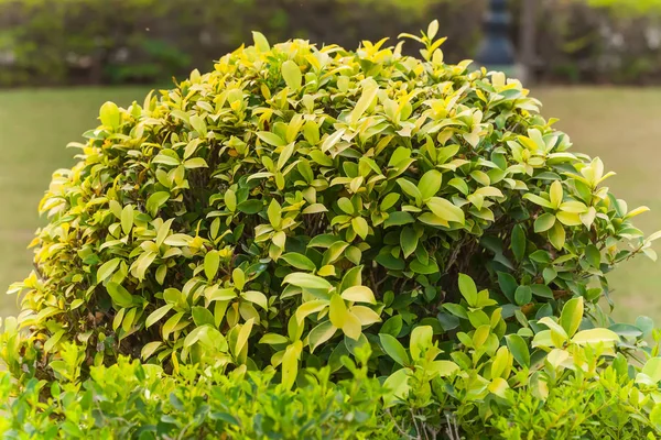 Plantes dans le parc tropical du nord de l'Inde — Photo