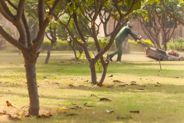 Plants in the tropical park of northern India — Stock Photo, Image