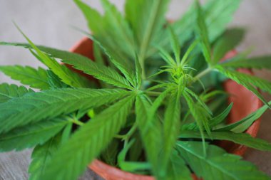 Esrar esrar yaprak yeşil yaprakları