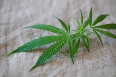 Esrar esrar yaprak yeşil yaprakları