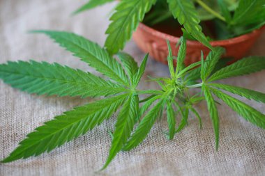 Esrar esrar yaprak yeşil yaprakları