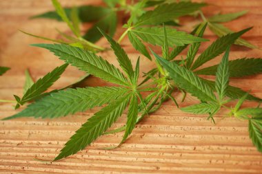 Esrar esrar yaprak yeşil yaprakları