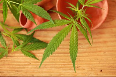 Esrar esrar yaprak yeşil yaprakları