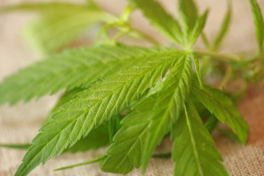 Esrar esrar yaprak yeşil yaprakları