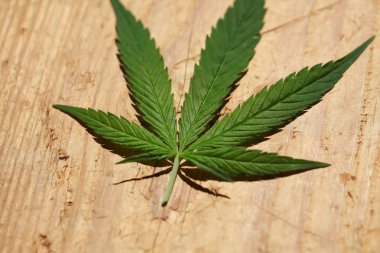 Esrar esrar yaprak yeşil yaprakları