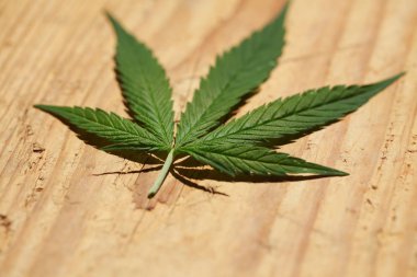 Esrar esrar yaprak yeşil yaprakları