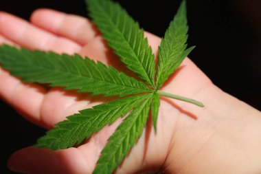 Esrar esrar yaprak yeşil yaprakları