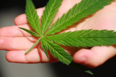 Esrar esrar yaprak yeşil yaprakları