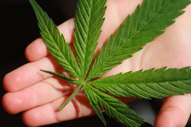 Esrar esrar yaprak yeşil yaprakları