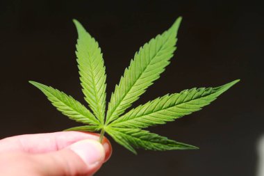 Esrar esrar yaprak yeşil yaprakları