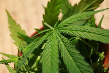 Esrar esrar yaprak yeşil yaprakları