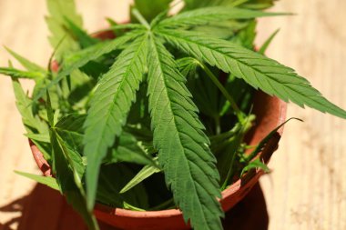 Esrar esrar yaprak yeşil yaprakları