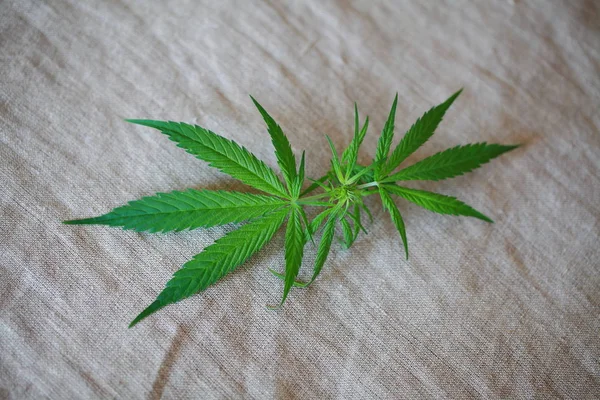 Κάνναβης φύλλα πράσινα φύλλα μαριχουάνα — Φωτογραφία Αρχείου