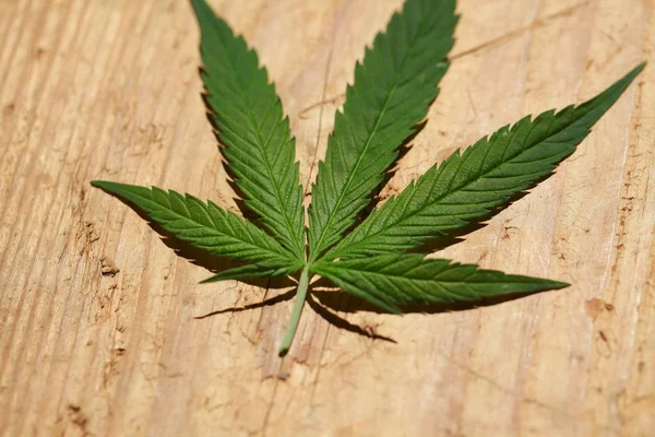 Esrar esrar yaprak yeşil yaprakları