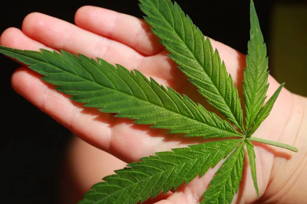 Esrar esrar yaprak yeşil yaprakları