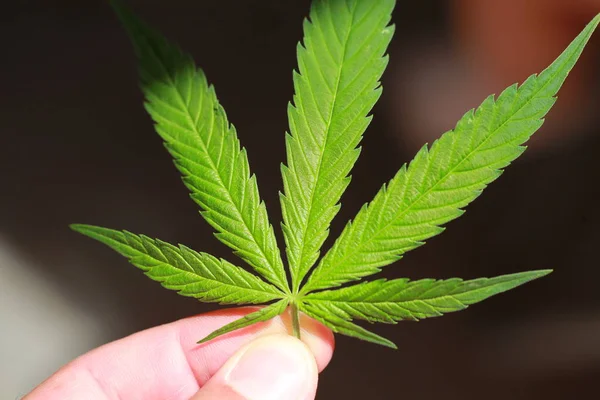 Esrar esrar yaprak yeşil yaprakları