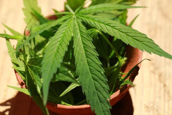 Esrar esrar yaprak yeşil yaprakları