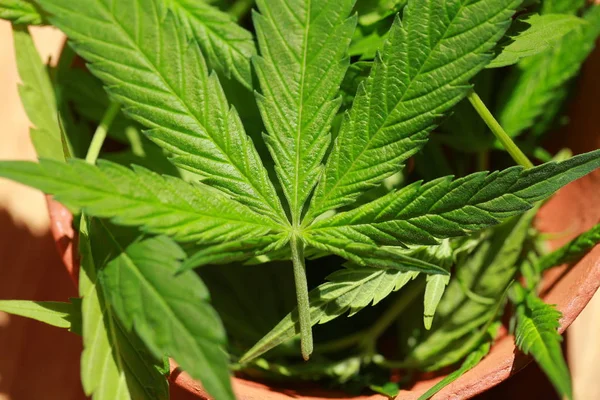 Esrar esrar yaprak yeşil yaprakları