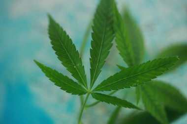 Arka planda dünyanın esrar