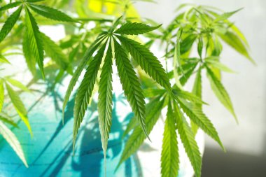 Arka planda dünyanın esrar