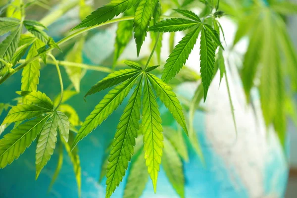 Cannabis no fundo do globo — Fotografia de Stock
