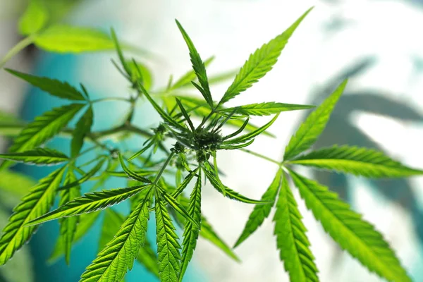 Cannabis no fundo do globo — Fotografia de Stock
