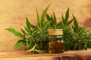 kenevir yağı ve kenevir