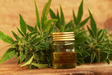 kenevir yağı ve kenevir