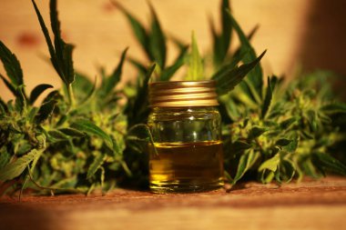 kenevir yağı ve kenevir