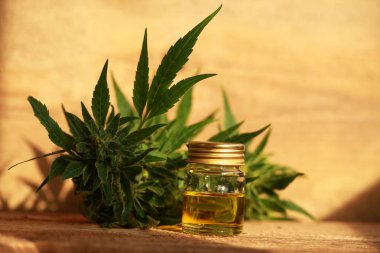 kenevir yağı ve kenevir