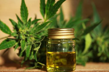 kenevir yağı ve kenevir