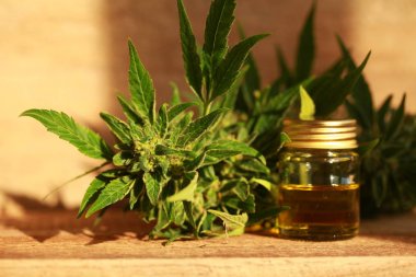 kenevir yağı ve kenevir