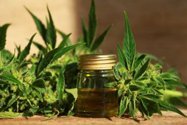 kenevir yağı ve kenevir