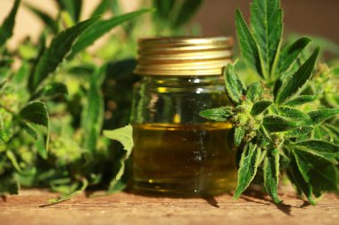 kenevir yağı ve kenevir