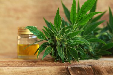 kenevir yağı ve kenevir