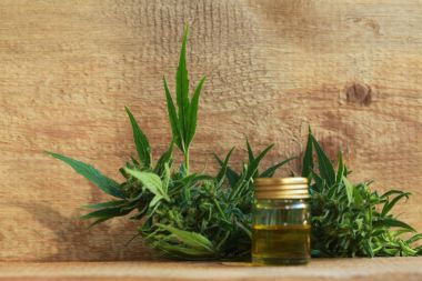 kenevir yağı ve kenevir