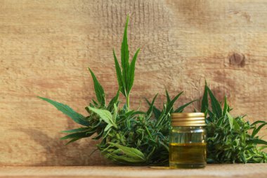 kenevir yağı ve kenevir